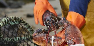 Welsh food and drink companies seeking to enter new Gulf markets The Lobster Pot close up fisherman holding lobster