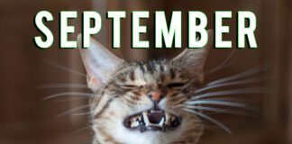 September is ‘National Happy Cat Month’: The SECRETS to Keeping your Cat Content happy cat