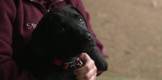 Welsh pets: 20% fall in dog ownership in Wales p09f9q28