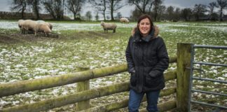 WELSH SHEEP FARMERS FACE ‘HAMMER BLOW’ 247122414 160967129581314 136478356537776479 n