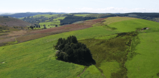 Treial yn dangos bod dewis cnydau pori gwahanol i gnydau bresych yn dod â budd economaidd ac amgylcheddol Drone image of Dolygarn Llanbadarn Fynydd