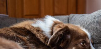 NUMBER OF MISSING DOGS DOUBLES DURING FIREWORKS SEASON Fireworks. Credit The Kennel Club