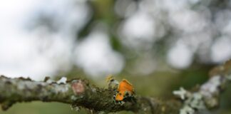 Ecologist Turned Farmer Highlights Industries Crucial Role In Sustainable Food Production & Habitat Conservation Golden eye lichen Teloschistes chrysophthalmus at Cefn Coch farm scaled