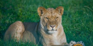 Lions and Pythons and Sloths, oh my! Folly Farm Zoo and Adventure Park is hosting its annual Spooktacular Good luck taking my treat An African lioness guards her Snack o lantern as Folly Farm get into the spooky season
