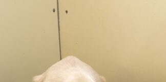 The Royal Veterinary College invites dog owners to participate in the largest study of autoimmune diseases ever conducted IMG 9280 scaled