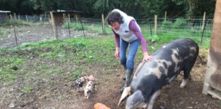The good life on a pig farm in the Cownwy Valley Lydia and her pigs