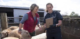 New Welsh animal project launched to combat antibiotic resistance Pic 2 LR