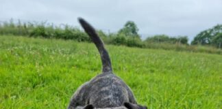 Eight-month wait for two dogs at RSPCA’s Swansea centre Untitled 5