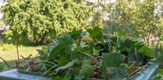 Universal free garden waste collections ‘unnecessary’ and not solution to reducing landfill – LGA garden waste bin