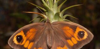 Big Butterfly Count 2021 Results – Wales maniola jurtina2