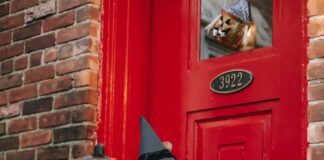 Halloween 2021: ghosts and ghouls resume (nearly) normal service pexels charles parker 5859560