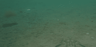 29 o brosiectau newydd a fydd yn helpu ‘Tîm Cymru’ i fynd i’r afael ag argyfyngau hinsawdd a natur shark pic