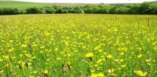 Local projects benefit from Sustainable Development funding yellow meadow SMALL 640x480 1