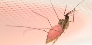 An eco-friendly toxic cocktail could be a new weapon against malaria yx0rbk6av3avwj3reh9p