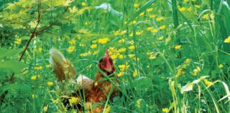 Pet hen Babs becomes a charity calendar star 04 April Pam Dormer Babs