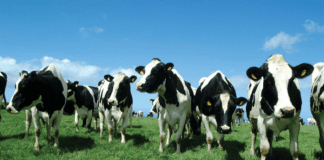 “Refreshed TB Eradication Programme will build on positive progress made in Wales” – Rural Affairs Minister, Lesley Griffiths ImageCattle