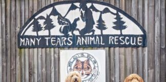 Llanelli animal rescue centre handed grand boost Many Tears Animal Rescue