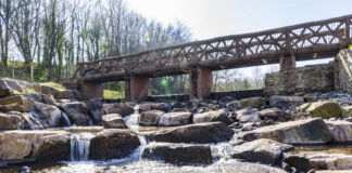Gardd Fotaneg Genedlaethol Cymru yn ennill gwobr ryngwladol NBGW Regency Project 2021 May c Tim Jones Photography leaves 11 2 scaled