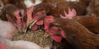 Morrisons to reduce soya use on road to carbon neutral eggs PinPep Morrisons CarbonNeturalEggs 005 scaled