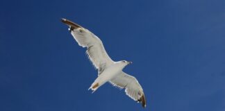 Bird Flu – further measure introduced to prevent spread birdfluimageflyingres