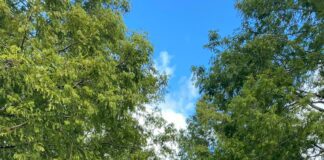 Hywel Dda Health Board: Cancer support group meet on the road to recovery botanic gardens