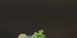 REVEALED: The UK’s favourite cocktails, according to Google fatima akram 4R FKg8xG M unsplash