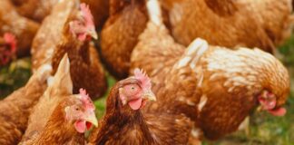 Avian Influenza identified in poultry on Anglesey s960 Hens