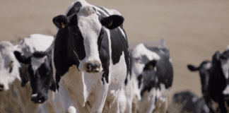 Sut y bydd rhoi amser a lle i wartheg yn gwella effeithlonrwydd godro Heard on way to milking parlour