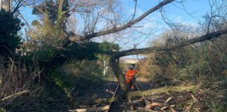 ‘Tree-mendous:’ How Network Rail’s biggest ever tree survey in Wales is improving railway safety and biodiversity Tree on track