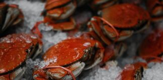 Crabs and Lobsters Unite the Parties and Move One Step Closer to Being Included in UK Law abraham garcia Qnw70v0Bi9E unsplash