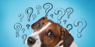 Fixed Penalty Notices for littering, dog fouling and dumping waste dog faqs