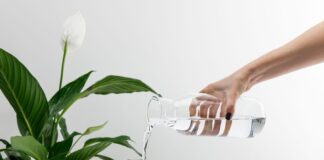 The best house plants that will make your kitchen thrive peace lily