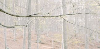 New research reveals what most of us will be doing on Christmas day pexels olya kobruseva 4834585