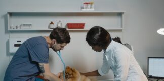 Vets advise farmers on successful dairy bull calf rearing pexels tima miroshnichenko 6235108