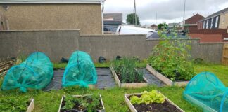 HOME GARDENING PROJECT FUNDING SUCCESS 226683852 538186004092624 4637055294563962889 n