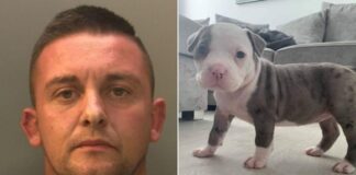 Prison sentence for unlicensed Caerphilly dog breeder 7ce819b45bec472bafd2302f517c7510