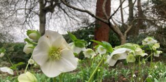 Letter to Editor Hellebore Day is taking place on February 26. Credit Molly Biscoe
