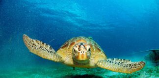 The Open University’s free learning site reaches 100m visitors OPL turtleimage mainHERO scaled