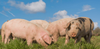 Cynllun iechyd a lles anifeiliaid yn allweddol i ddyfodol Cymru – Gweinidog Materion Gwledig PigsImage
