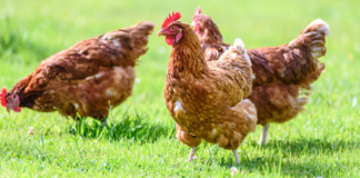 Protect your birds from avian flu avian influenza