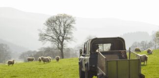 Remember Your Goat And Sheep Inventory, FUW Reminds Farmers farm sheep