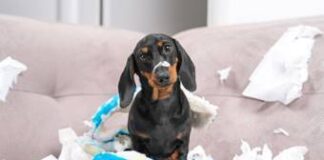 Do you have the naughtiest pet in the UK? image001 2