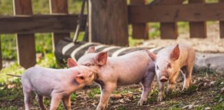 Y rhagolygon ar gyfer y sector porc 2022 marek piwnicki PUVVsYJPh78 unsplash