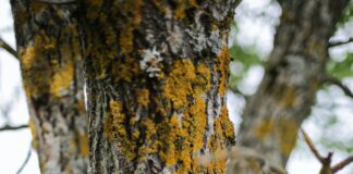 Experts emphasise the role of wellbeing in human health pexels cottonbro 4887849 scaled