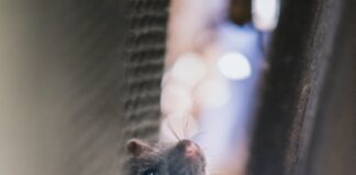 Household Pests: A Short Guide on How to Deal with Them pexels photo 617440