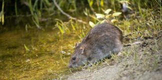 Explosion in UK rat population is putting refuse workers at risk pexels photo 9783339