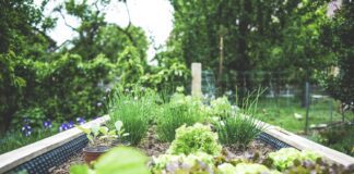 4 Tips for Vegetable Garden Design photo 1591857177580 dc82b9ac4e1e