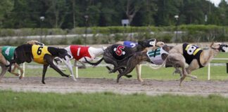Greyhound Racing: Big races to look forward to in February unnamed 4 1