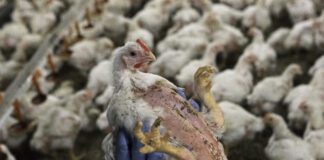 Majority of Brits strongly oppose the use of cruel farming practises to produce cheap food, poll shows 45685975911 6058b47d7c o 3 1 scaled