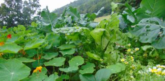 Tir Coed launches six-year land skills training scheme DSC01263 scaled